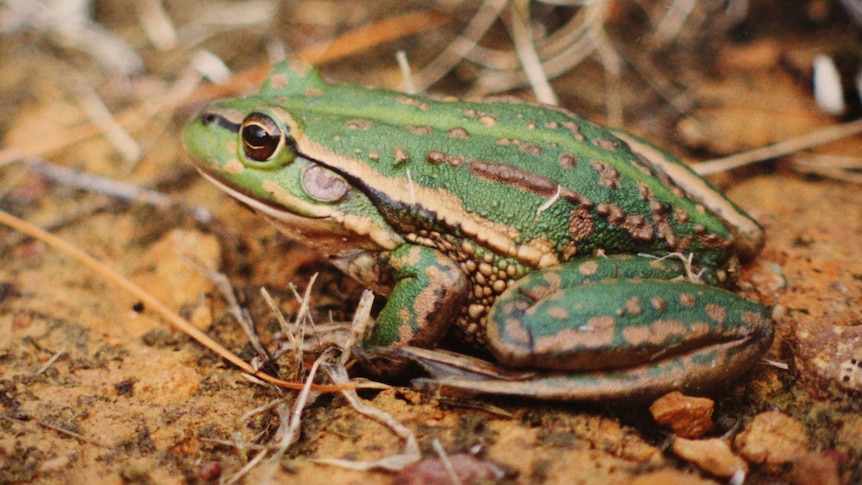Green and brown frog on bare earth