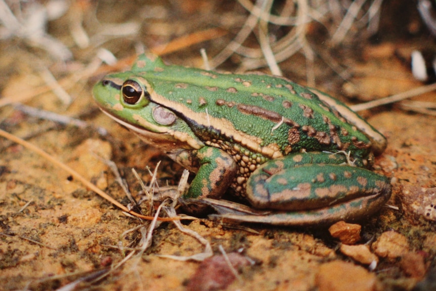 Green and brown frog on bare earth