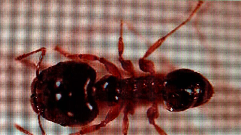 The African big-headed ant