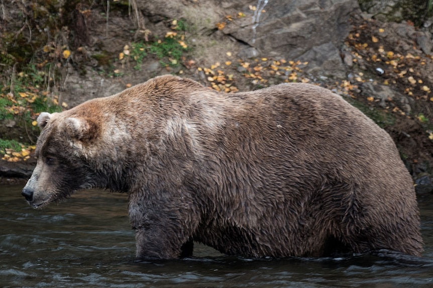 A brown bear hunts for salmon, before winter hibernation, in a river.