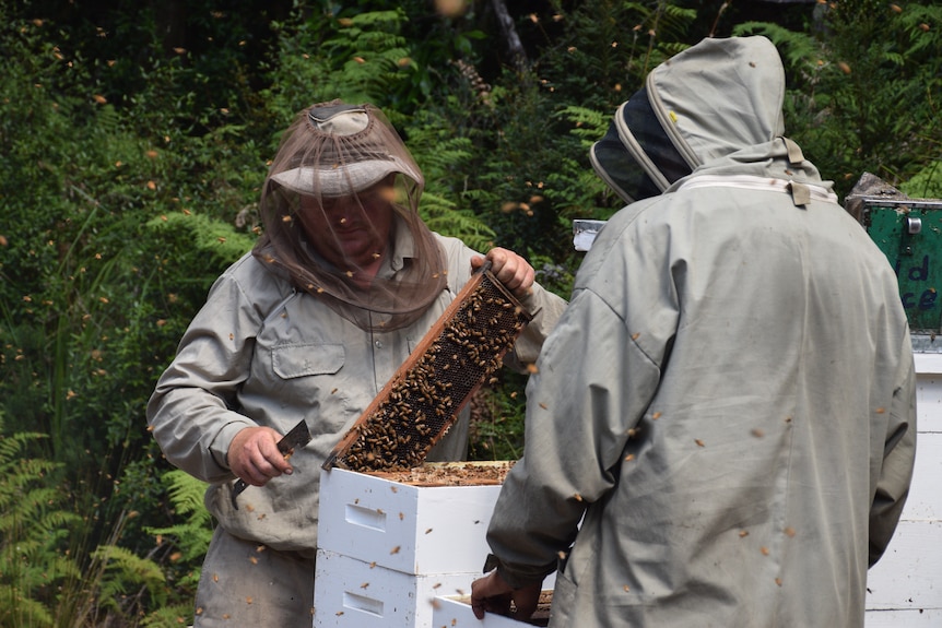 Andrew Evans dressed in bee protective gear holds up a beehive rack laden with honey.