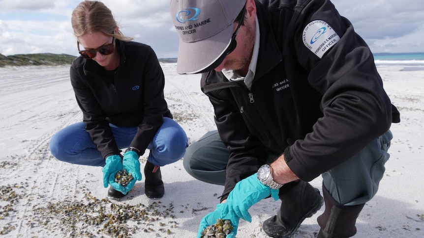 Fisheries officers inspecting mussel shells