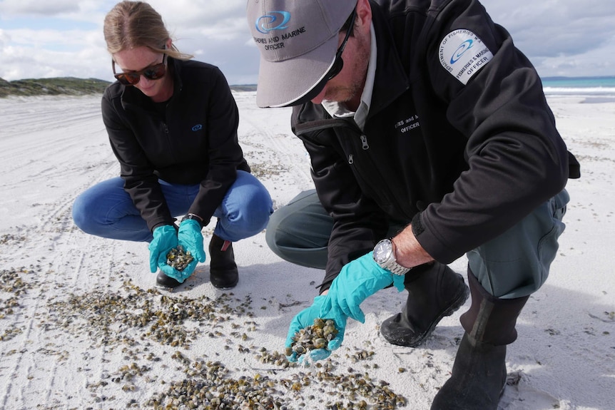 Fisheries officers inspecting mussel shells