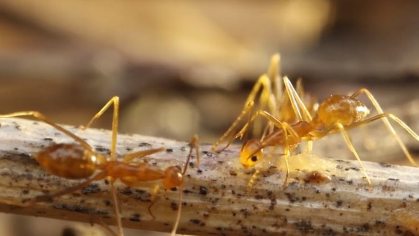 Small amber-coloured ants crawl across a fallen piece of sugar cane.