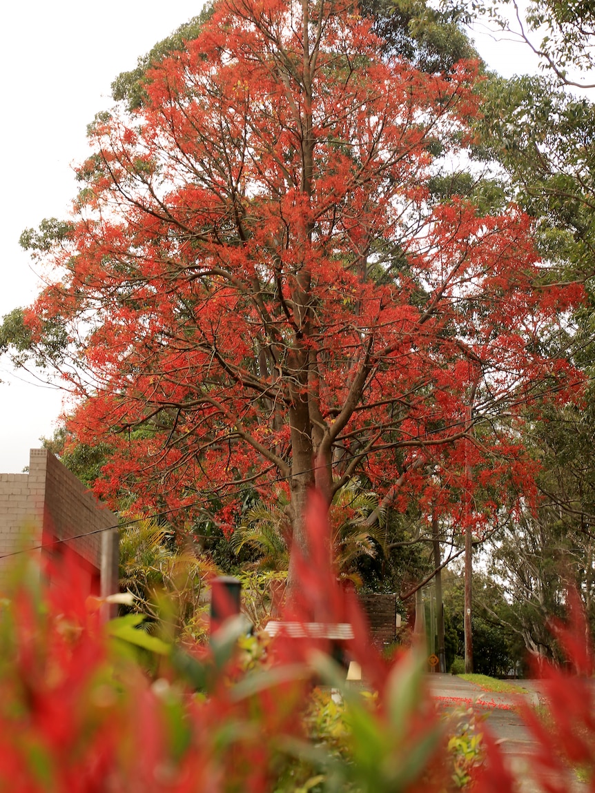 A flame tree with its red flowers stands in the distance with a red shrub in the foreground.