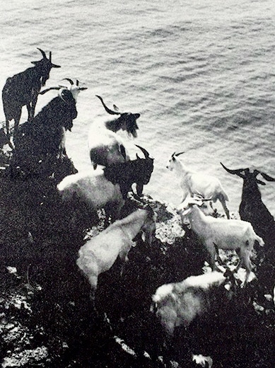 A black and white photo of a herd of goats standing on a cliff next to the ocean.