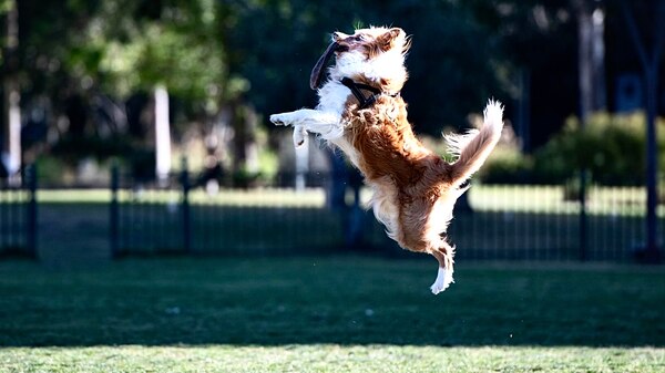 dog jumping