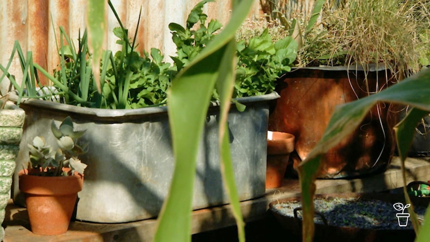 Collection of plants in pots in outdoor garden