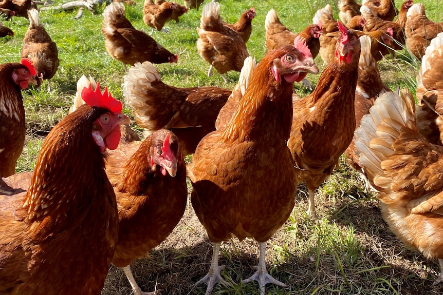 Several brown chickens on a grassy chicken farm