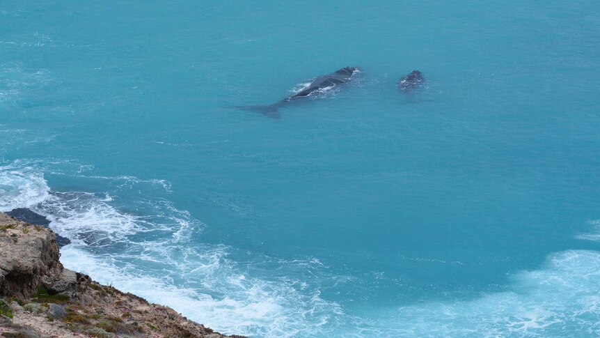Whales off the Great Australian Bight