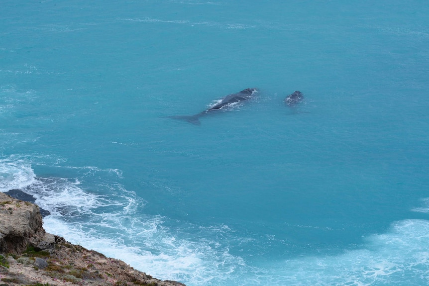 Whales off the Great Australian Bight