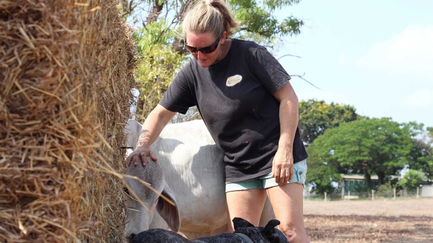 A woman pats a calf on a farm.