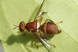 A sterile fruit fly on a leaf in a lab.