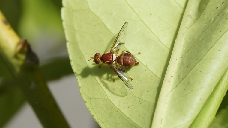 A sterile fruit fly on a leaf in a lab