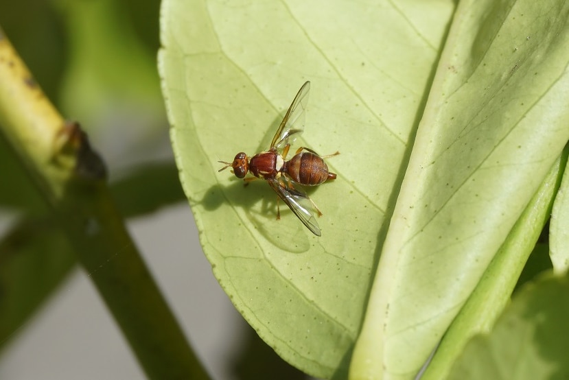 A sterile fruit fly on a leaf in a lab