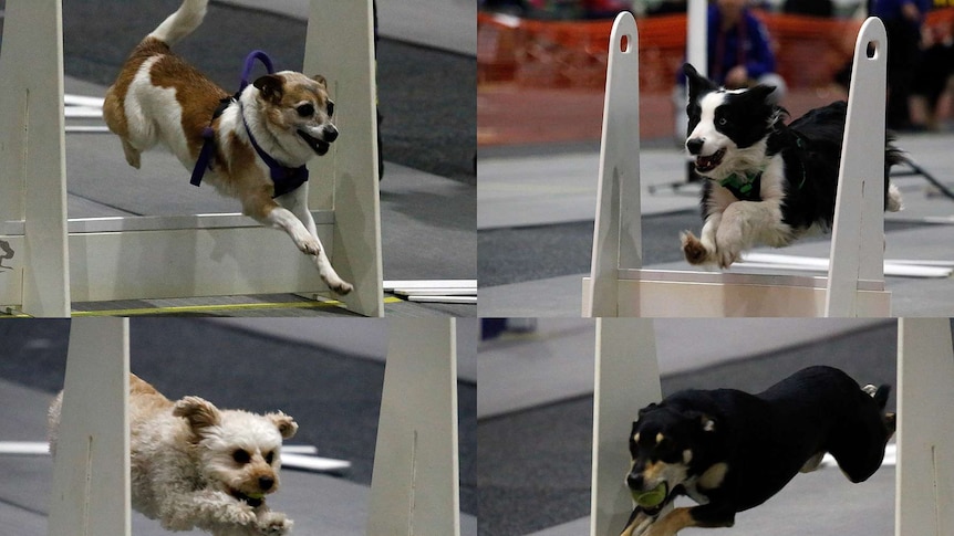 Dogs fly over hurdles in the flyball competition.