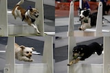 Dogs fly over hurdles in the flyball competition.