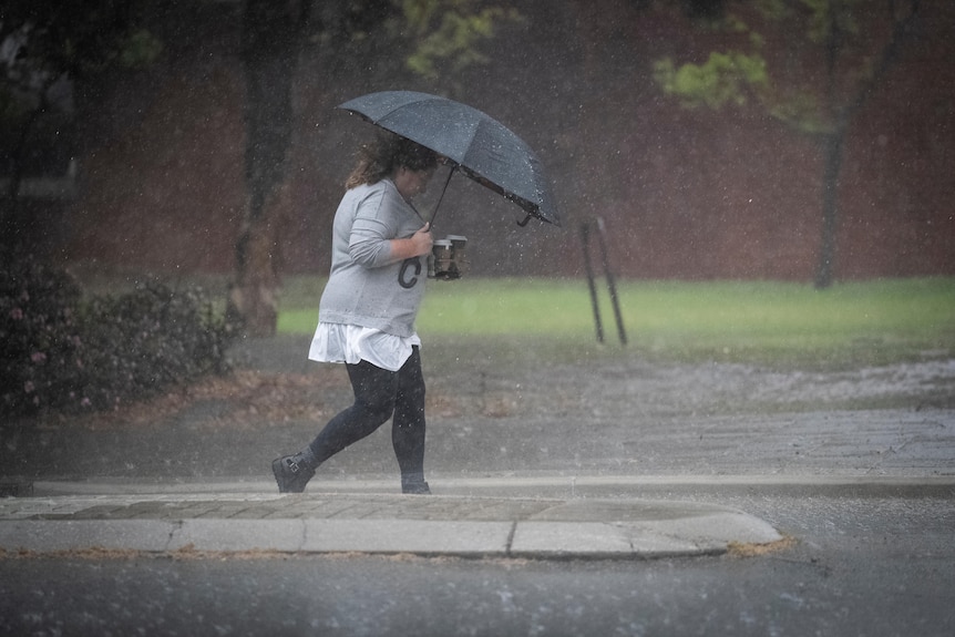A woman carrying coffees and an umbrella crosses the road as rain falls. 