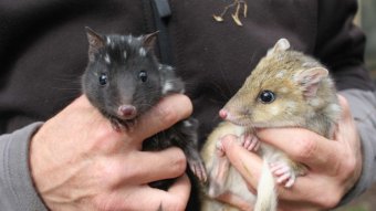 Someone's hands hold two Eastern Quolls, one brown, one black.