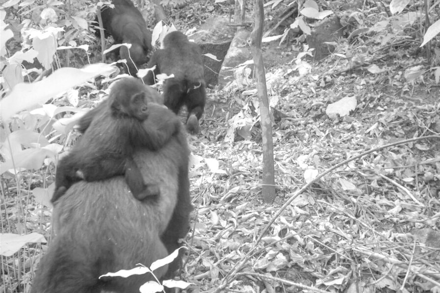A baby gorilla holds onto the back of a larger gorilla