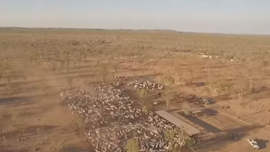 Footage of cattle in yards in northern Australia, taken from a drone.
