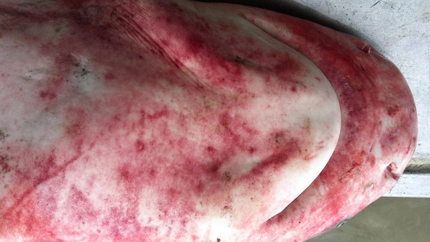 Fishermen have caught 10 sharks covered in unusual red blotchy patches.
