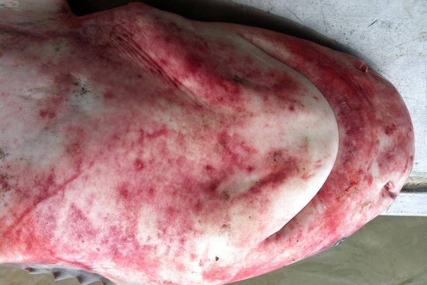 Fishermen have caught 10 sharks covered in unusual red blotchy patches.