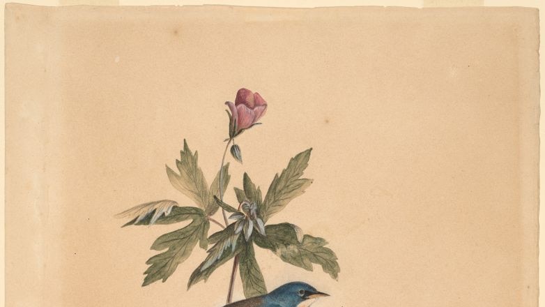 A painting of a warbler on a branch done by John Audubon in 1812
