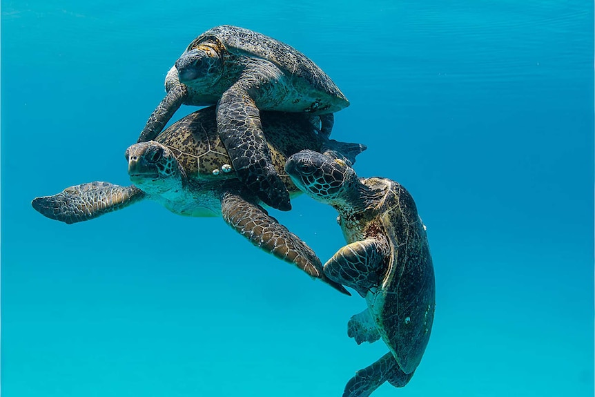 Sea turtles mating underwater.