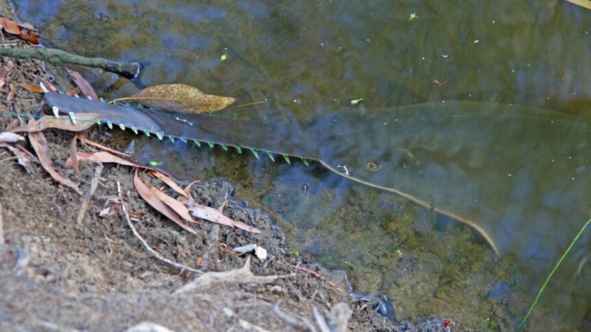 A Rare Pristis pristis (freshwater sawfish) in Rinyirru (Lakefield) National Park