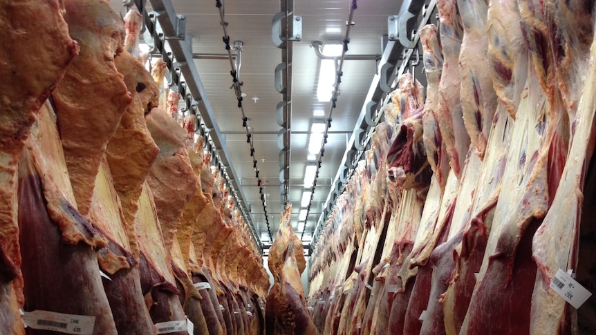 Cow carcasses hang in an abattoir.