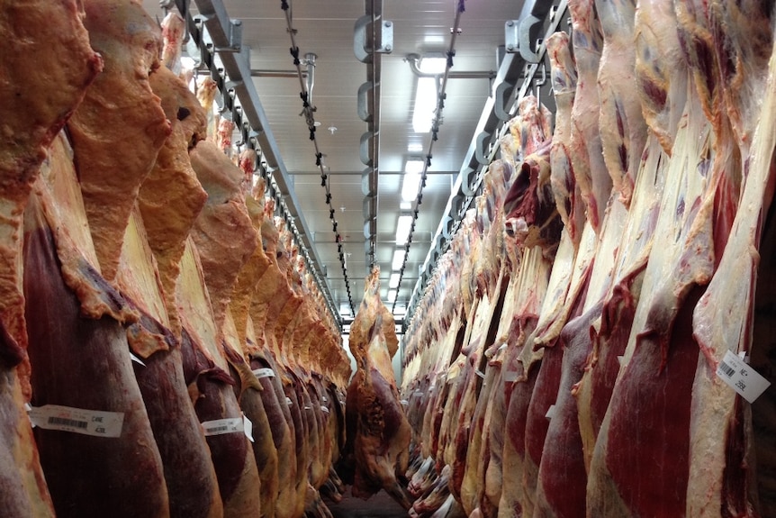 Cattle carcasses hanging from two racks in a coldroom.