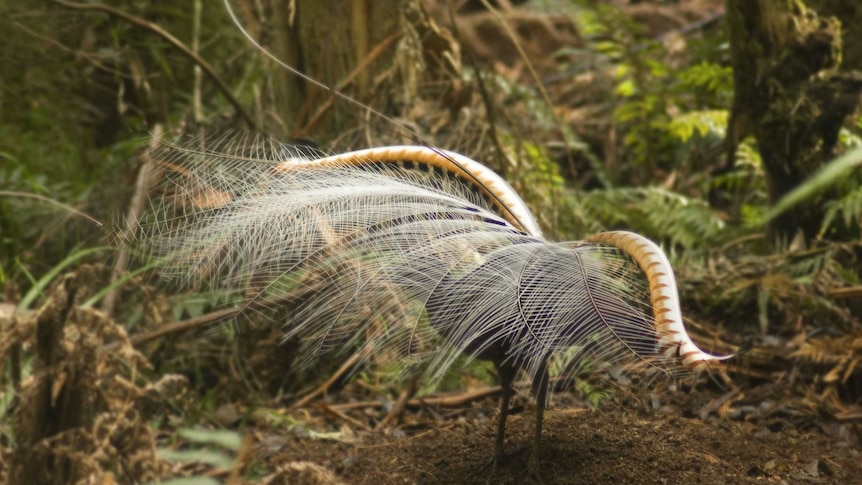 Lyrebird in the forest