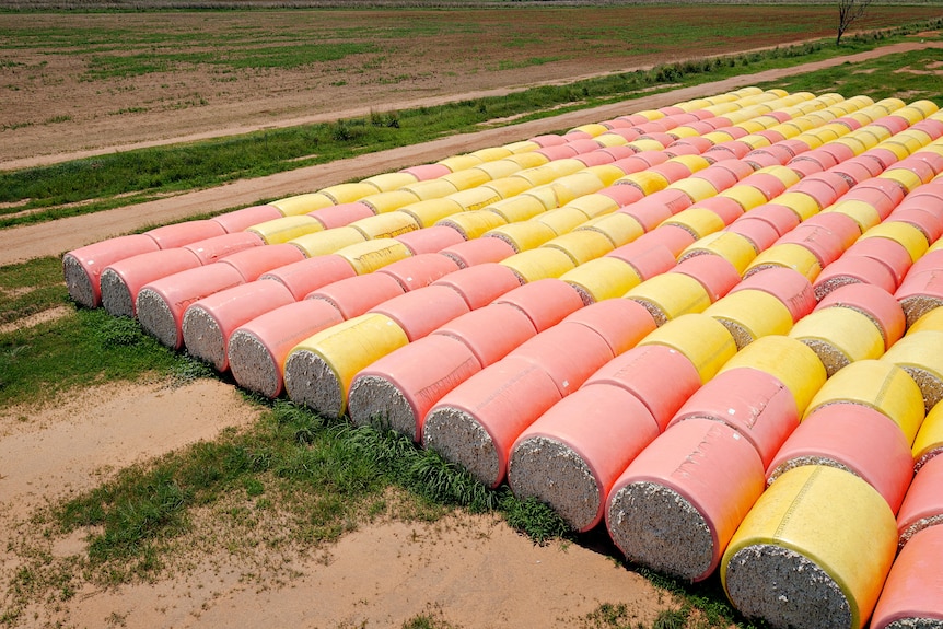 Bales of cotton that were harvested at Tipperary Station.