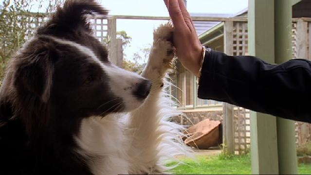 A dog gives a high-5 to a human hand