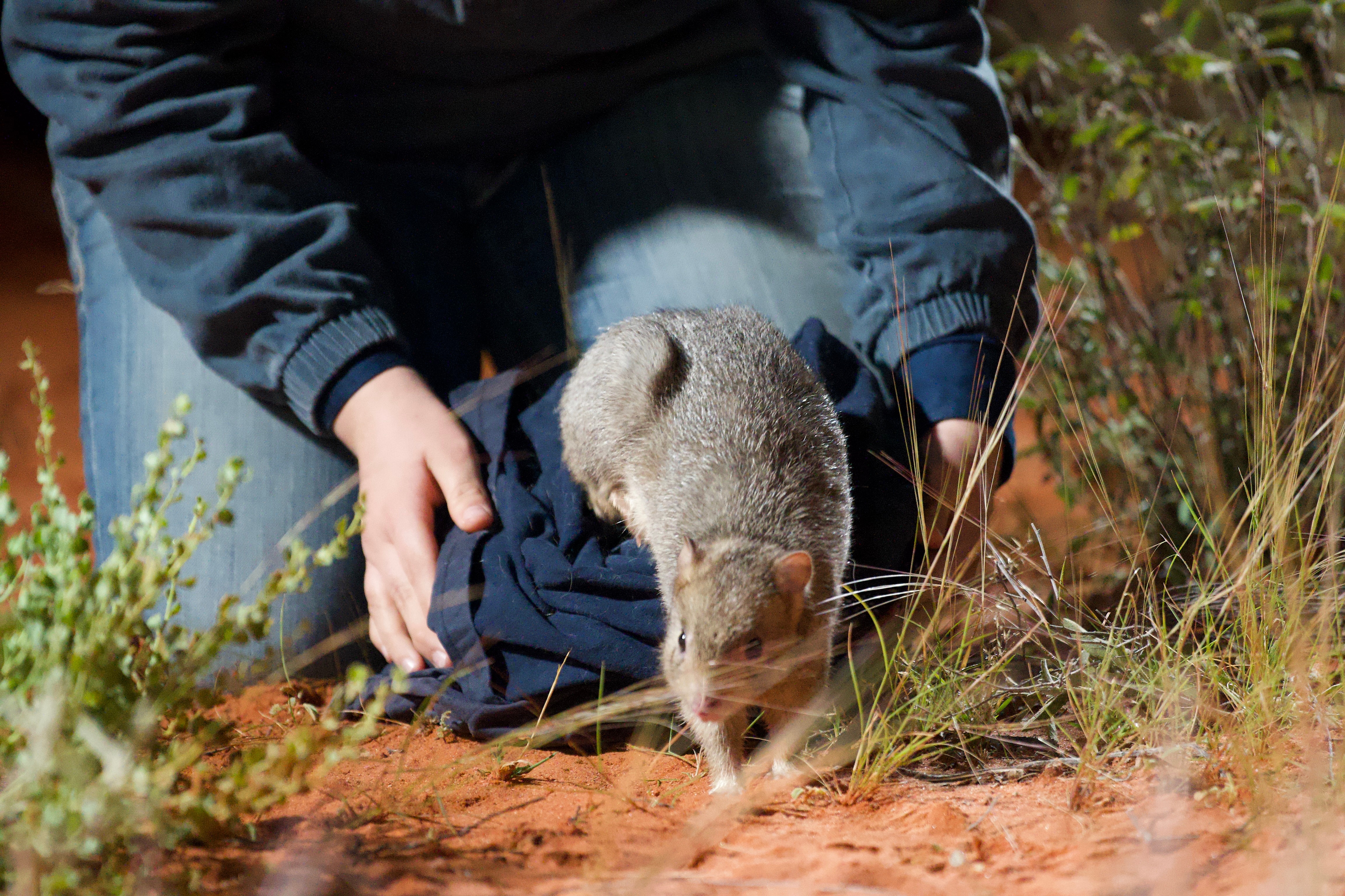 A burrowing bettong jumps out of a sack in outback NSW. 