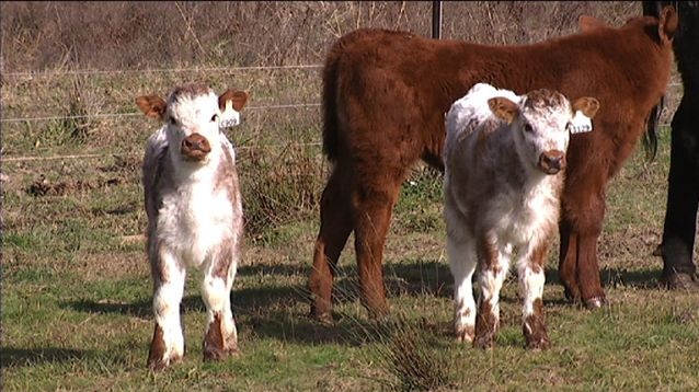English Longhorn calves brought to Australia