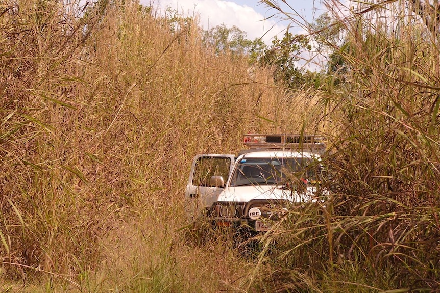 A four-wheel drive parked in very high, dry-looking weeds.