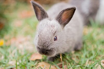 A rabbit kitten on the grass