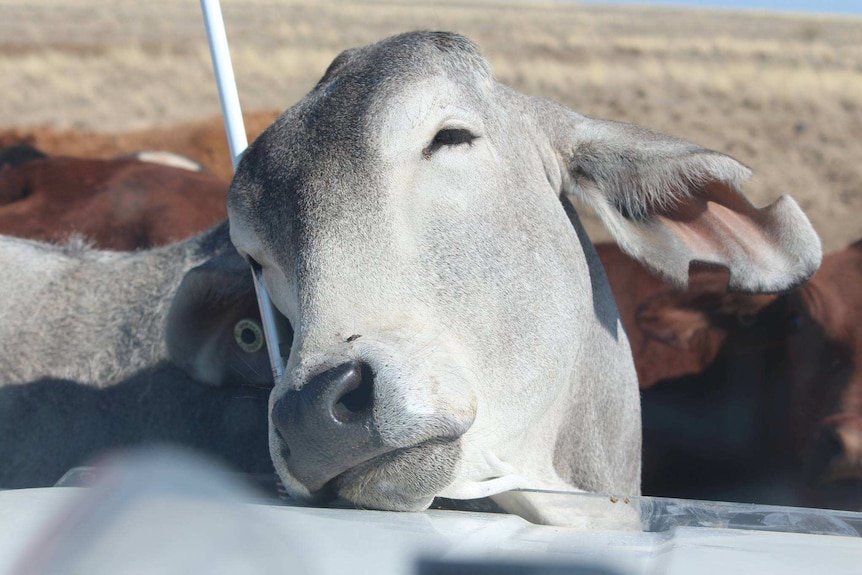 A grey Brahman cow rubs its head on the car antenna.