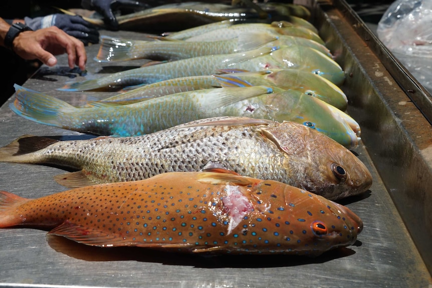 Spearfishing catch from Dundee Beach.