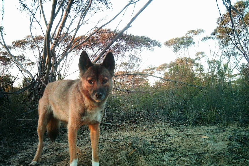 Snapped: Fox caught on camera in fire-management study