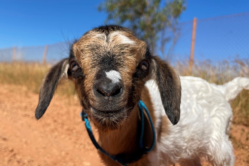 A brown-and-white baby goat standing on red dirt.