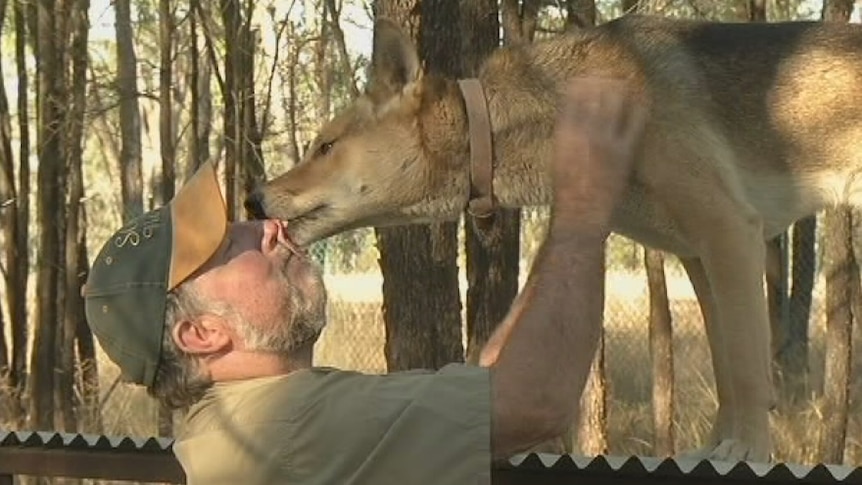 Simon Stretton with a dingo