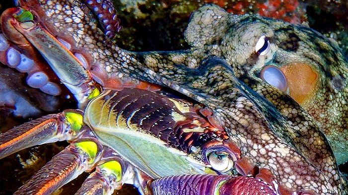 An octopus eating a multi-coloured crab.