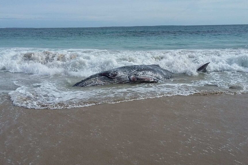 A whale carcass on the shore of a beach.