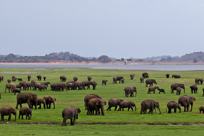 Dozens of grey elephants walk on verdant grass near a blue lake.
