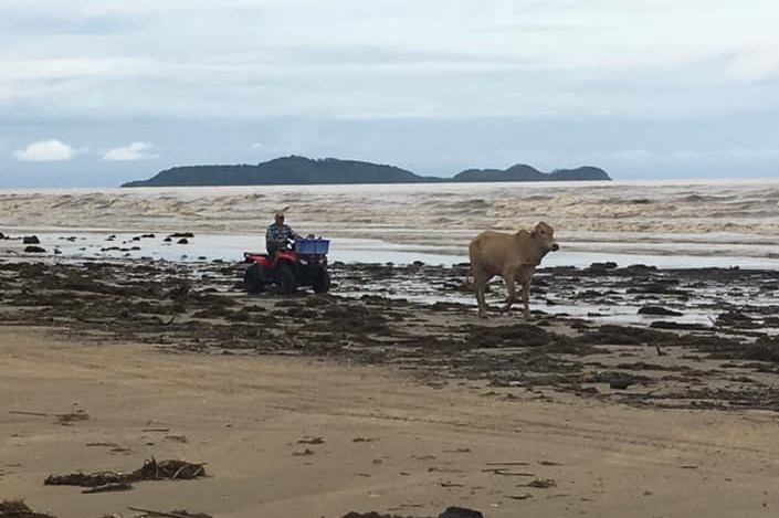 Local on a four-wheeler after saving stranded cows on the beach.