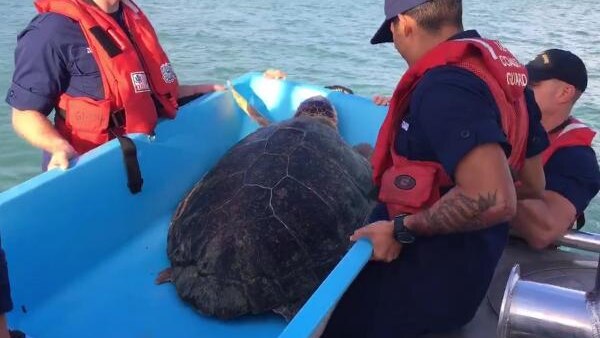 Three members of the US Coast guard wear red life vests and hold a loggerhead turtle.