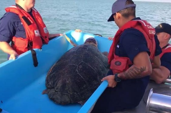 Three members of the US Coast guard wear red life vests and hold a loggerhead turtle.